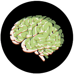 Le cannabis alt�rera le d�veloppement du cerveau.
