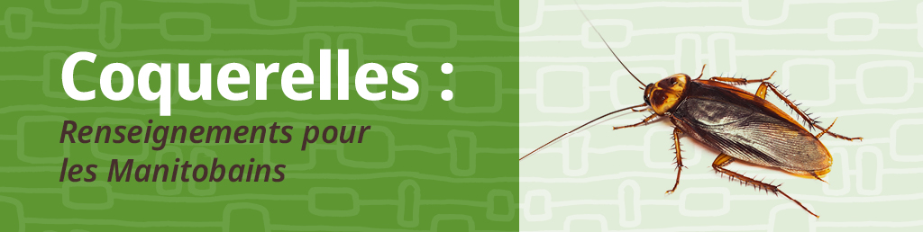 Coquerelles&nbsp;: Renseignements pour les Manitobains