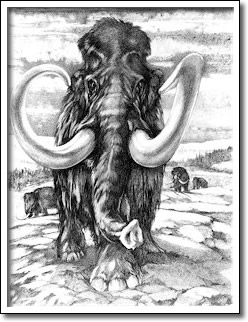 &Eacute;l&eacute;phants fossiles du Manitoba